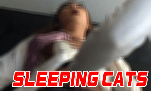 SLEEPING CATS